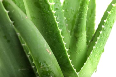 aloe vera detaylı bırakır