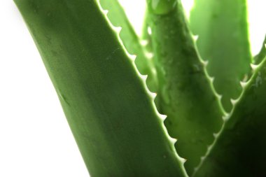 aloe vera detaylı bırakır