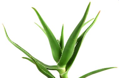 aloe vera detaylı bırakır
