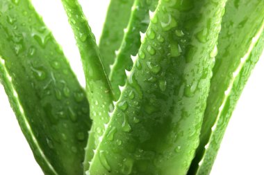 aloe vera detaylı bırakır