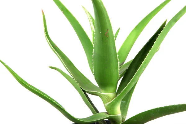 Aloe vera detaylı bırakır — Stok fotoğraf