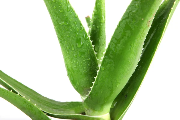 Daun vera aloe terinci — Stok Foto