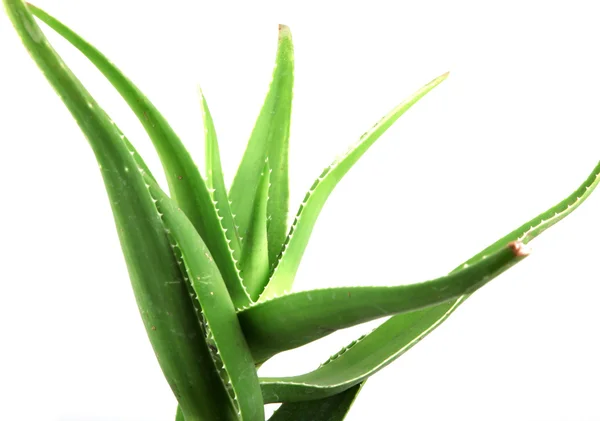 Listy aloe vera podrobné — Stock fotografie