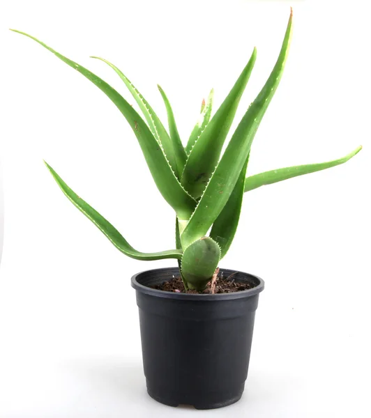 Listy aloe vera podrobné — Stock fotografie