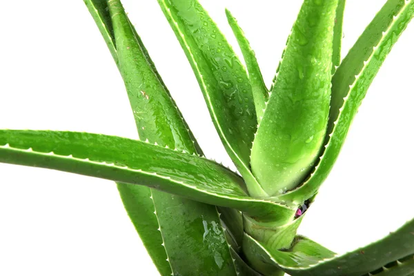 Aloe Vera Blätter detailliert — Stockfoto