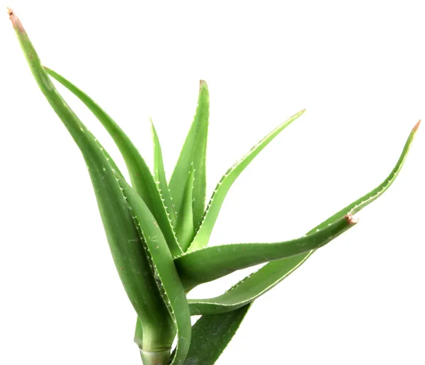 Aloe vera hojas detalladas —  Fotos de Stock