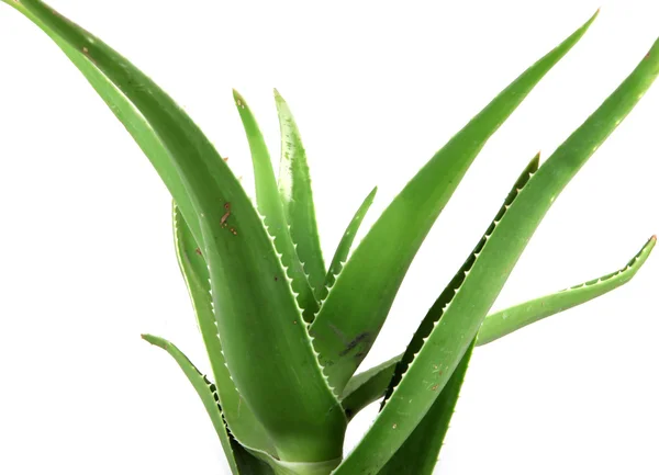 Daun vera aloe terinci — Stok Foto