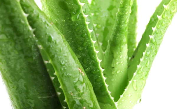 Daun vera aloe terinci — Stok Foto