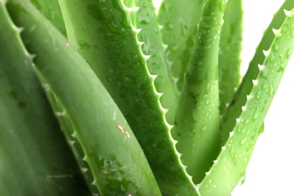 Aloe vera αφήνει λεπτομερείς — Φωτογραφία Αρχείου
