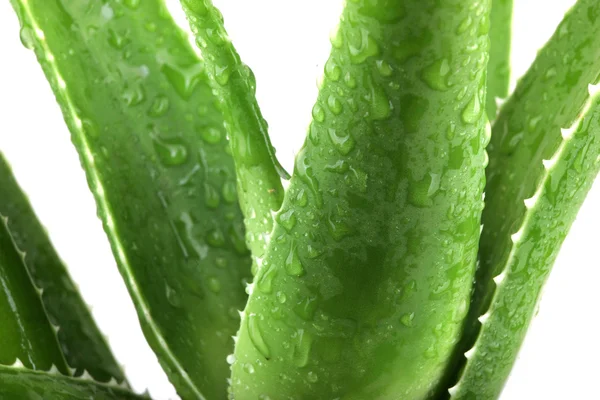 Aloe vera pozostawia szczegółowe — Zdjęcie stockowe