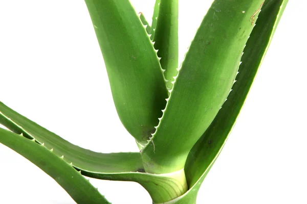 Listy aloe vera podrobné — Stock fotografie