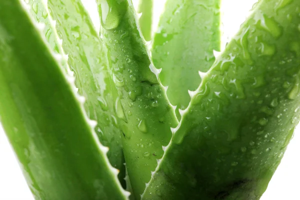 Aloe vera αφήνει λεπτομερείς — Φωτογραφία Αρχείου