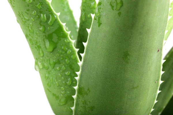 Folhas de aloe vera detalhadas — Fotografia de Stock