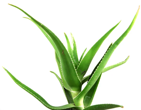 Listy aloe vera podrobné — Stock fotografie