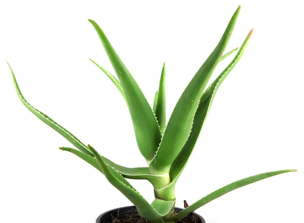 Listy aloe vera podrobné — Stock fotografie