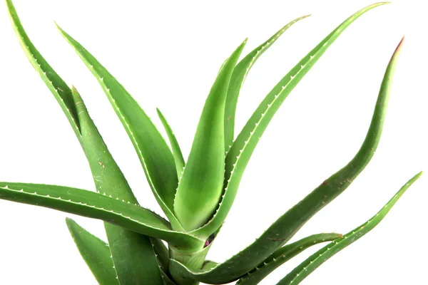 Aloe Vera Blätter detailliert — Stockfoto