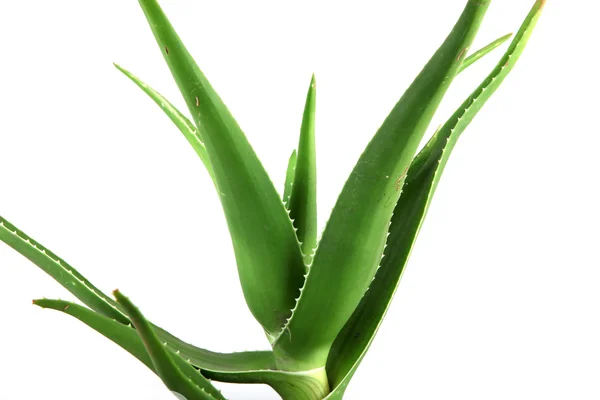 Aloe vera levelek részletes — Stock Fotó