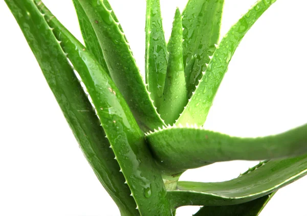 Aloe vera pozostawia szczegółowe — Zdjęcie stockowe