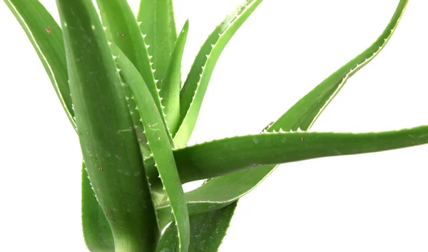 Aloe vera detaylı bırakır — Stok fotoğraf