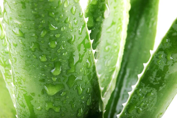 Daun vera aloe terinci — Stok Foto