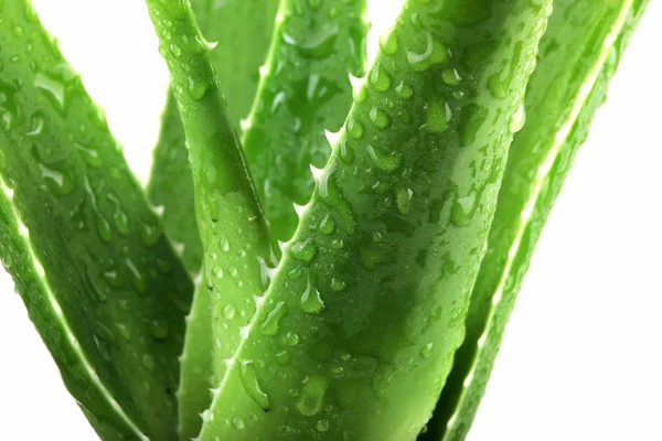 Daun vera aloe terinci — Stok Foto