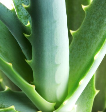 Resim aloe vera yaprağı