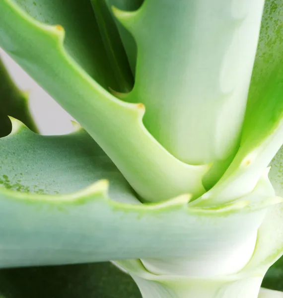 Picture of aloe vera leaves — Stock Photo, Image