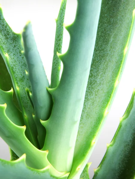 Bild von Aloe Vera Blättern — Stockfoto
