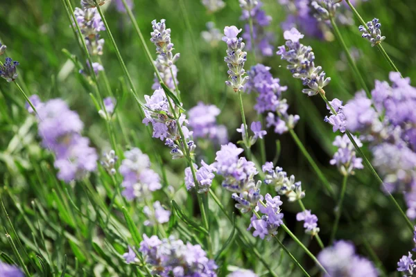 Lavanda — Fotografia de Stock