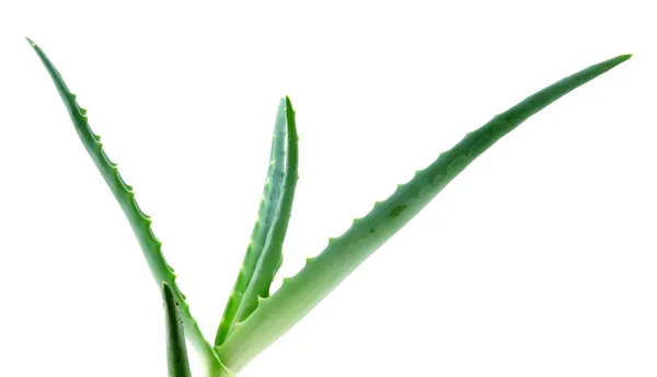 Aloe vera — Fotografie, imagine de stoc