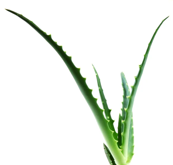 Aloes zwyczajny — Zdjęcie stockowe