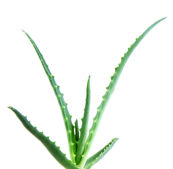 Aloe vera — Stockfoto