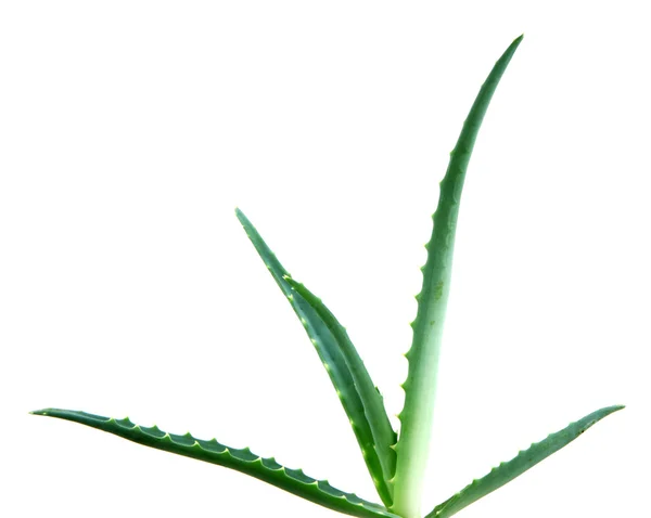 Aloe vera — Foto Stock