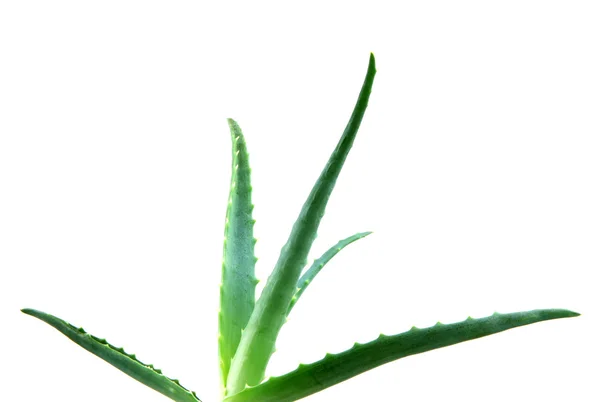 Aloe vera — Stok fotoğraf
