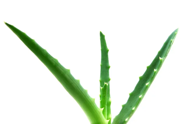 Aloe vera — Stockfoto