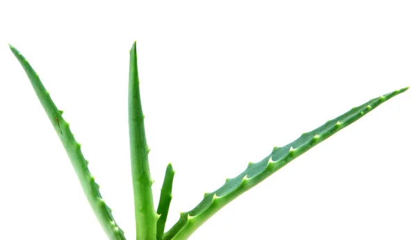 Aloe vera — Stockfoto