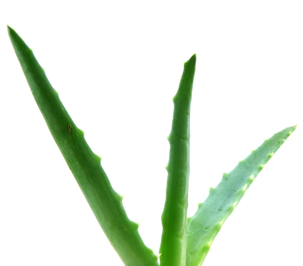 Aloe vera — Fotografia de Stock