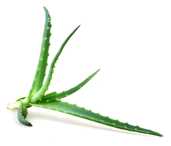 Aloe vera — Stock fotografie