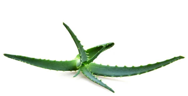 Aloe vera — Foto Stock