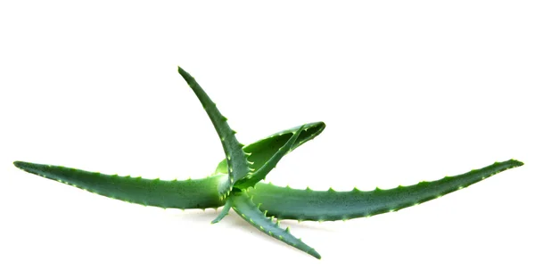 Aloe vera — Stock fotografie