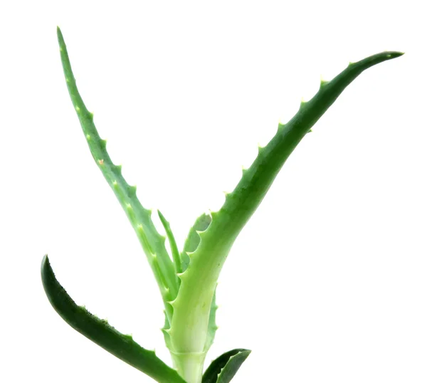 Aloe vera — kuvapankkivalokuva