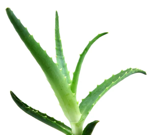 Aloe vera — Foto Stock