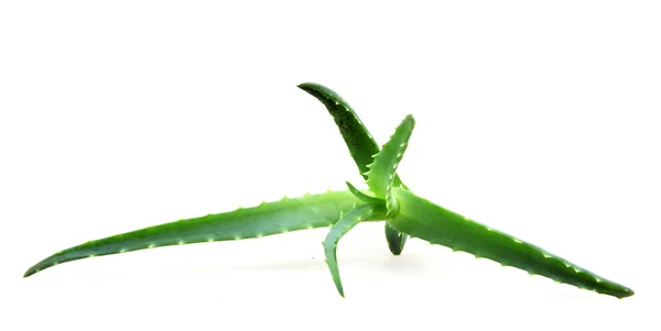 Aloe vera — Stock Fotó