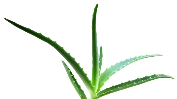 Aloe vera — Fotografia de Stock