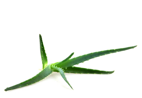 Aloe vera — Fotografia de Stock