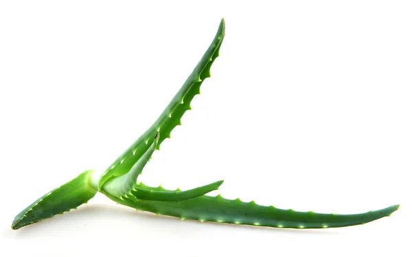 Aloe Vera — Stockfoto