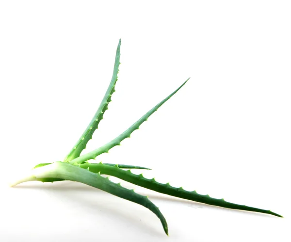Aloe vera — kuvapankkivalokuva