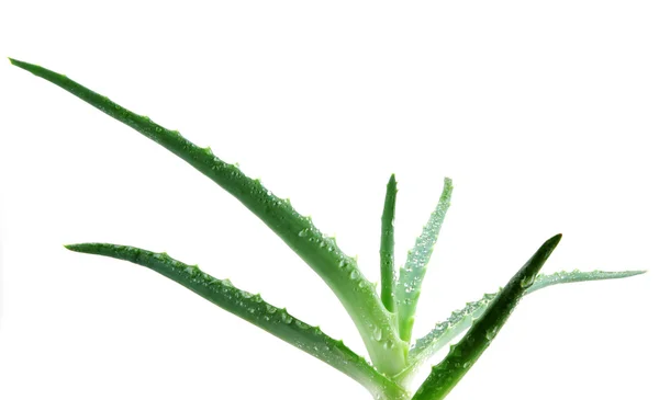 Aloe vera — Stock Fotó