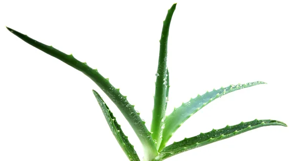 Aloe vera — Stock Photo, Image