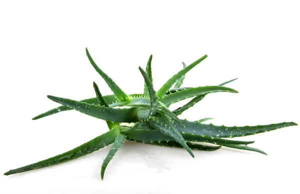 Aloe vera — Stock fotografie